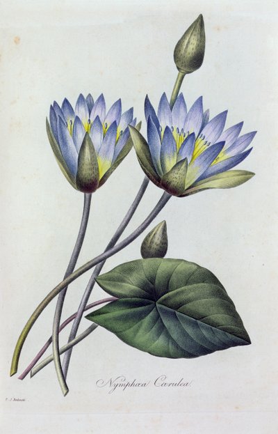 Nymphea Caerulea (نقش ملون) بواسطة بيير جوزيف ريدوت