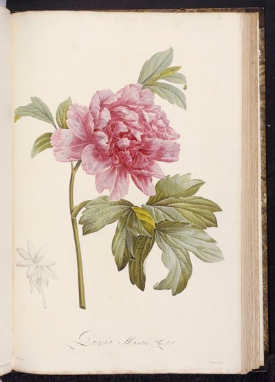 الفاوانيا ، من "وصف النباتات النادرة والمزروعة في مالميسون ونافاري" بقلم أيمي بونبلاند ، 1812-14 بواسطة بيير جوزيف ريدوت