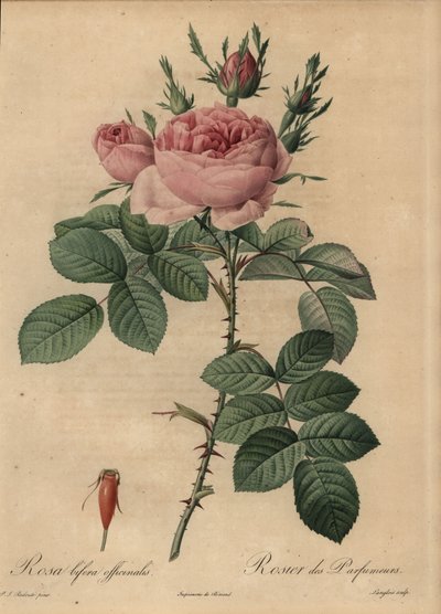 Pink hybrid rose, Rosa bifera بواسطة بيير جوزيف ريدوت
