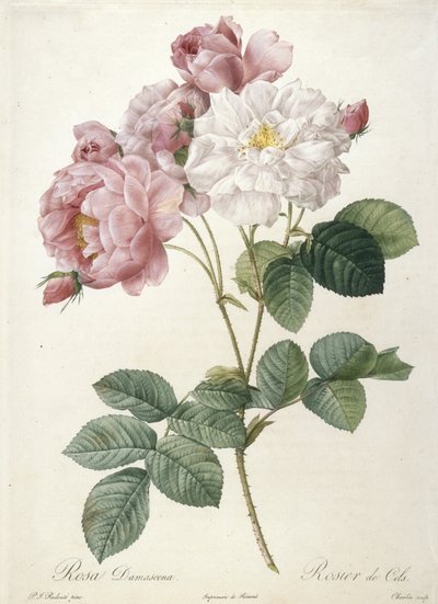 Rosa Damascena ، Rosier de Cels ، من Les Roses ، 1817-24 (نقش بخط اليد) بواسطة بيير جوزيف ريدوت