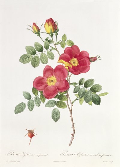 Rosa Eglantera Punicea بواسطة بيير جوزيف ريدوت