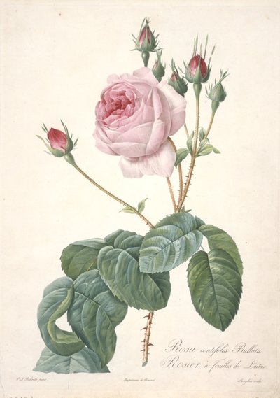 Rosa centifolia Bullata ، Lettuce Rose ، من Les Roses ، 1817-24 (نقش بخط اليد) بواسطة بيير جوزيف ريدوت