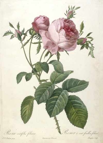 Rosa centifolia foliacea، Rosier a cent feuilles، foliace، from Les Roses، 1817-24 (نقش إبريق ملون) بواسطة بيير جوزيف ريدوت