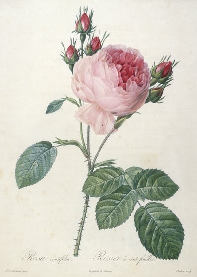 Rosa centrifolia ، Rosier مائة feuilles ، من Les Roses ، 1817-24 (نقش رسم يدوي) بواسطة بيير جوزيف ريدوت