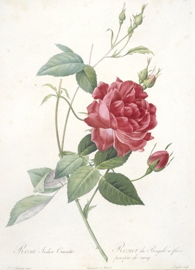 Rosa indica cruenta ، وردة البنغال مع زهور أرجوانية الدم ، من Les Roses ، 1817-24 (نقش بخط اليد) بواسطة بيير جوزيف ريدوت