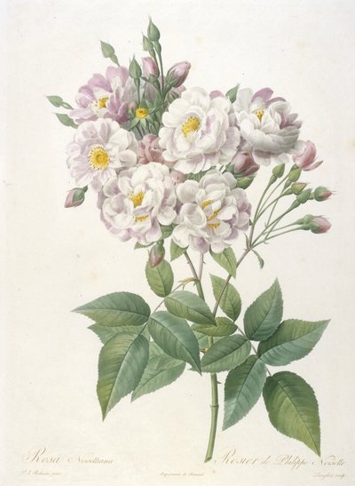 Rosa noisettiana ، Rosier by Philippe de Noisette ، من La Couronne des Roses ، 1817-24 (نقش نقش ملون يدويًا) بواسطة بيير جوزيف ريدوت