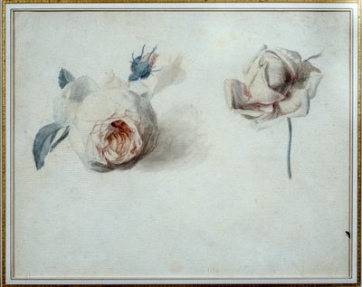 دراسة الورود المائية بواسطة بيير جوزيف ريدوت (1759-1840) مالميزون القرن التاسع عشر ، متحف القصر. بواسطة بيير جوزيف ريدوت