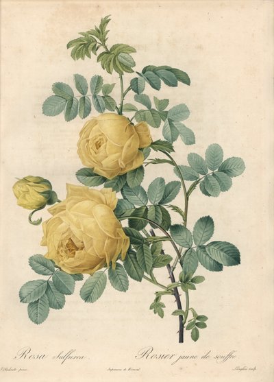 Rosier des Turks - Eau forte de Langlois ، بناءً على توضيح من بيير جوزيف ريدوت (1759-1840) ، من Les Roses بواسطة بيير جوزيف ريدوت