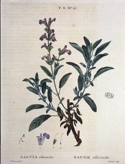 Sage officinale - في "" New Duhamel أو معاهدة الأشجار والقشور التي تغوص في فرنسا "، رسومات من PJ Redouté و P. Bessa ، باريس بواسطة بيير جوزيف ريدوت