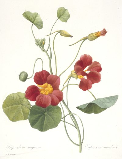 Tropaeolum majus (Garden Nasturtium) ، 1827 بواسطة بيير جوزيف ريدوت