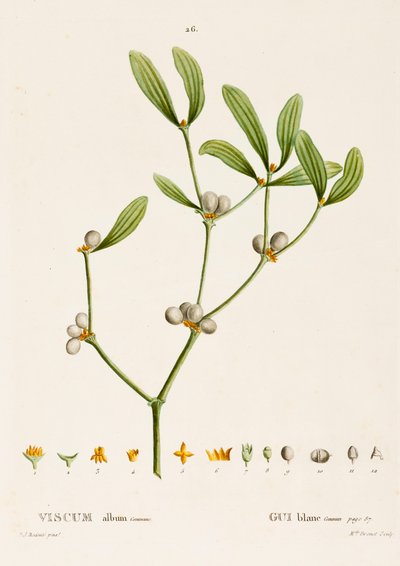 ألبوم فيرونيكا L. Mistletoe ، c1800-1830. بواسطة بيير جوزيف ريدوت