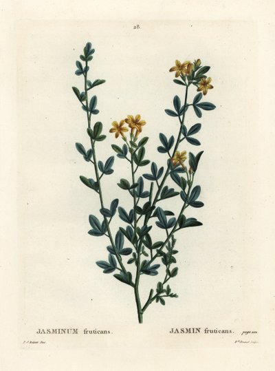 Wild or yellow Jasmine, Jasminum fruticans. Handcoloured stipple engraving by Miss Brenet after an illustration by Pierre-Joseph Redoute from Henri Louis Duhamel du Moncel
