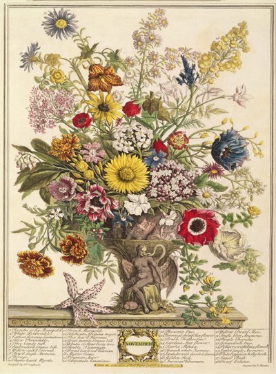 نوفمبر ، من "اثنا عشر شهرًا من الزهور" لروبرت فوربر (c.1674-1756) الذي نقشه هنري فليتشر (نقش الألوان) بواسطة Pieter Casteels