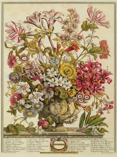 أكتوبر ، من فيلم "اثنا عشر شهرًا من الزهور" لروبرت فوربر (c.1674-1756) الذي نقشه هنري فليتشر (نقش الألوان) بواسطة Pieter Casteels