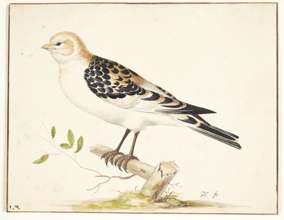 في snespurv (plectrophenax nivalis) بواسطة بيتر هولشتاين