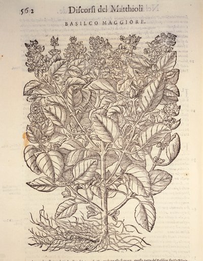 باسل (ocymum basilicum) ، نقش بواسطة Pier Andrea Mattioli بواسطة بيترو أندريا ماتيولي