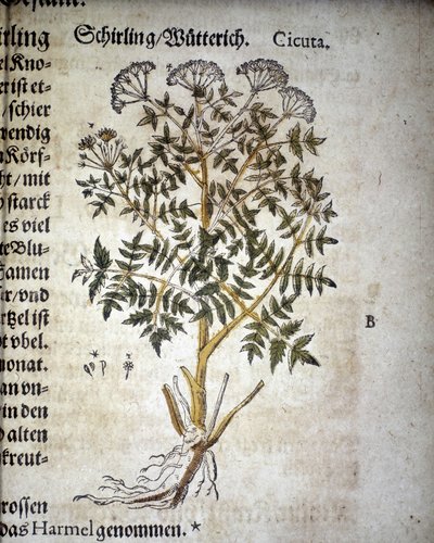 Cicuta - في "" Herbarium Mattioli "". بواسطة بيترو أندريا ماتيولي