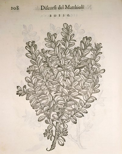 الصندوق المشترك أو خشب البقس (Buxus sempervirens) ، نقش بواسطة Pier Andrea Mattioli بواسطة بيترو أندريا ماتيولي