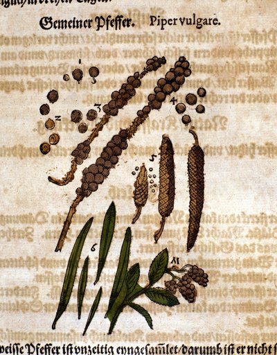 فلفل عادي. نقش - في "" Kreutterbuch Dess السيد د. بيتري أندريا ماتيولي ذو المعرفة العالية والمشهور "" بقلم بيترو أندريا ماتيولي (ماتيولي) (1500-1577). فرانكفورت بواسطة بيترو أندريا ماتيولي