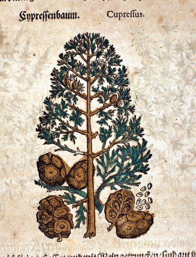 مخروط سايبر. نقش - في "" Kreutterbuch Dess السيد د. بيتري أندريا ماتيولي ذو المعرفة العالية والمشهور "" بقلم بيترو أندريا ماتيولي (ماتيولي) (1500-1577). فرانكفورت بواسطة بيترو أندريا ماتيولي