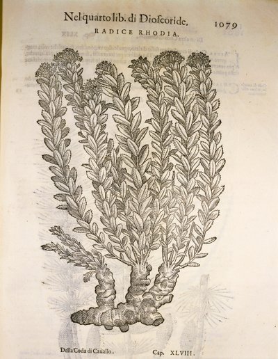 الجذر الذهبي أو Roseroot (Rhodiola rosea) ، نقش بواسطة Pier Andrea Mattioli بواسطة بيترو أندريا ماتيولي
