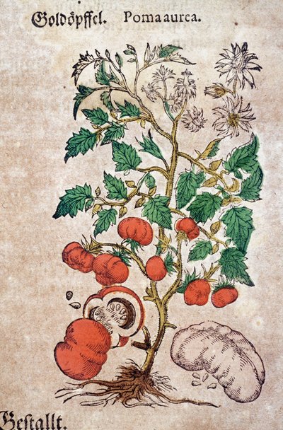 المعشبة: بلانوما أورش نباتي يمثل نبات طماطم (Caulis floridus). نقش في "Kreutterbuch Des Hochgelehrten unnd weitberuhmten Herrn D. Petri Andreae Matthioli" لـ Pietro Andrea Mattioli (Matthiole بواسطة بيترو أندريا ماتيولي