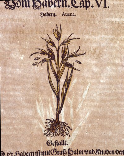 المعشبة: الشوفان. نقش - في "" Kreutterbuch Dess السيد د. بيتري أندريا ماتيولي الذي يتمتع بدرجة عالية من المعرفة والشهرة "" بقلم بيترو أندريا ماتيولي (ماتيول) بواسطة بيترو أندريا ماتيولي
