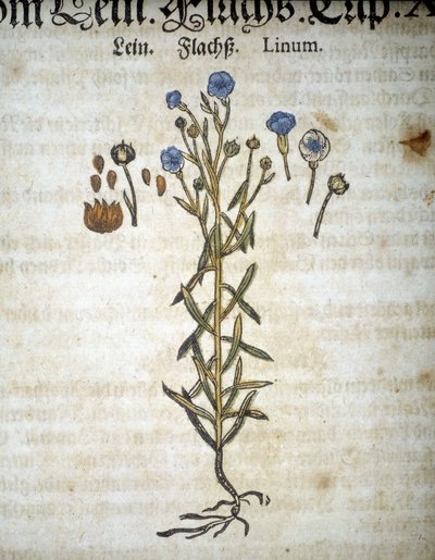 لين أو لينوم - في "" Herbarium Mattioli "". بواسطة بيترو أندريا ماتيولي