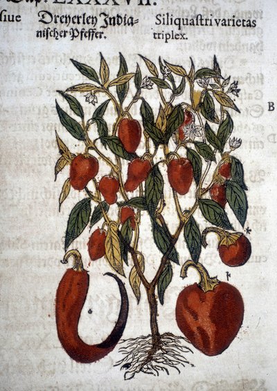 الفلفل أو Siliquaftri varietas triplex - In "" Herbier Mattioli "" بواسطة بيترو أندريا ماتيولي