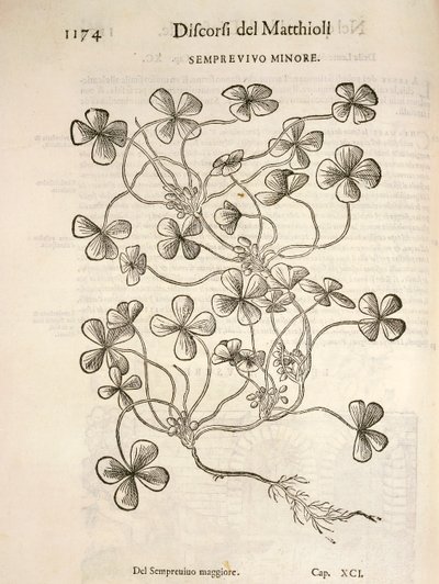 Sempervivum (Minor houseleek) ، نقش بواسطة Pier Andrea Mattioli بواسطة بيترو أندريا ماتيولي