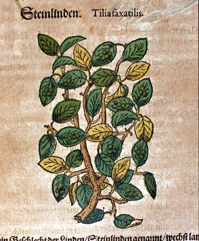 شجرة الزيزفون. نقش - في "" Kreutterbuch Dess السيد د. بيتري أندريا ماتيولي ذو المعرفة العالية والمشهور "" بقلم بيترو أندريا ماتيولي (ماتيولي) (1500-1577). فرانكفورت بواسطة بيترو أندريا ماتيولي