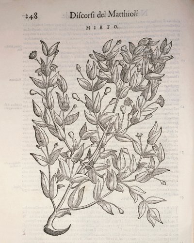 ترو ميرتل (Myrtus communis) ، نقش بواسطة Pier Andrea Mattioli بواسطة بيترو أندريا ماتيولي