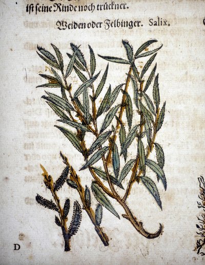 فرع الصفصاف - في "" Herbarium mattioli "" بواسطة بيترو أندريا ماتيولي