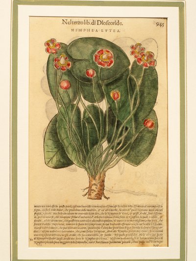 Yellow Water Lily (Nymphaea lutea), coloured engraving بواسطة بيترو أندريا ماتيولي