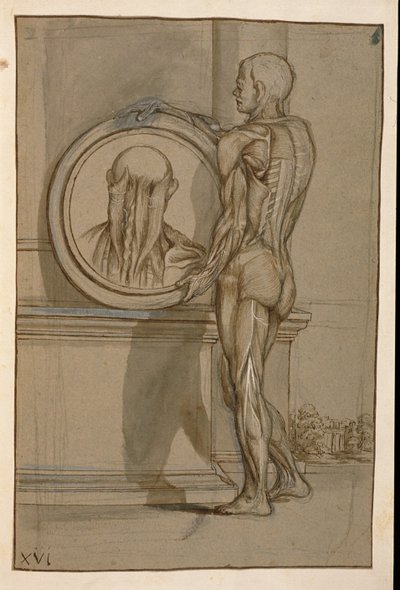 Ms Hunter 653 Plate XVI ، رسم تشريحي ، ج .1610 (قلم رصاص وطباشير على ورق) بواسطة بيترو دا كورتونا