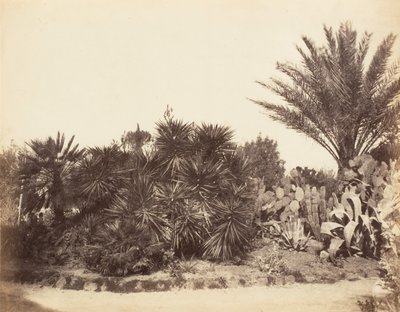 حديقة Pincian ، روما ، 1853-56. بواسطة ربما بواسطة جين مارثا سانت جون.
