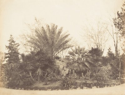 حديقة Pincian ، روما ، 1853-56. بواسطة ربما بواسطة جين مارثا سانت جون.