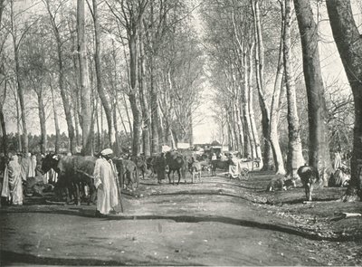 المعرض والسوق العربي ، بوفاريك ، الجزائر ، 1895. بواسطة شركة بولتون وشركاه