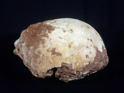 بيضة منسوبة إلى Hypselosaurus Priscus: ديناصور كبير (حوالي 12 مترًا) من الحيوانات العاشبة من أواخر العصر الطباشيري (-65 مليون سنة) وجدت في بروفانس. متحف التاريخ الطبيعي في إيكس أون بروفانس. بواسطة عصور ما قبل التاريخ