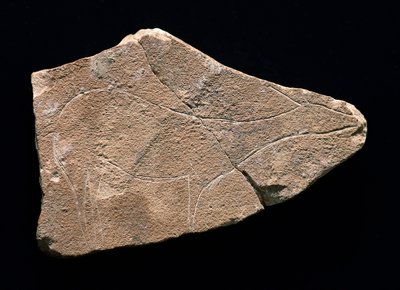 Petroglyph representing a deer, Parpallo Cave, Spain. Upper Paleolithic, Solutreen (engraving) بواسطة عصور ما قبل التاريخ