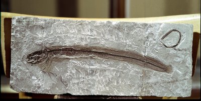 عصور ما قبل التاريخ: أحفوري الأسماك Eomirus Formosissimus من موقع جبل بولكا (إيطاليا). فترة الأيوسين. المتحف المدني للتاريخ الطبيعي ، ميلانو بواسطة عصور ما قبل التاريخ