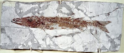 عصور ما قبل التاريخ: حفرية سمكية Sphyraena Bolcensis من موقع جبل بولكا (إيطاليا). فترة الأيوسين. Museo civico di storia naturale ، ميلانو بواسطة عصور ما قبل التاريخ