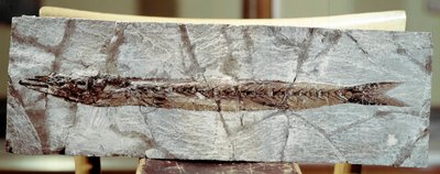 عصور ما قبل التاريخ: حفرية سمكية Sphyraena Bolcensis من موقع جبل بولكا (إيطاليا). فترة الأيوسين. Museo civico di storia naturale ، ميلانو بواسطة عصور ما قبل التاريخ
