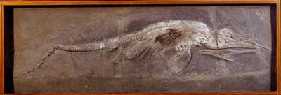 Prehistory: fossil of Pareiasaudor, prehistoric animal, Paris, natural history museum بواسطة عصور ما قبل التاريخ