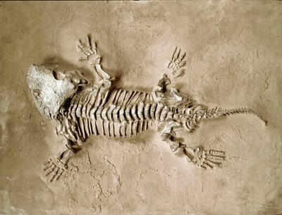 عصور ما قبل التاريخ: أحفورة من الزواحف البرمائية Seymouria Bayolorensis من تكساس في الولايات المتحدة. فترة العصر البرمي. Museo civico di storia naturale ، ميلانو بواسطة عصور ما قبل التاريخ