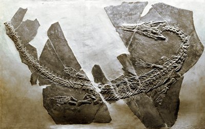 عصور ما قبل التاريخ: أحفورة الزاحف المائي Askeptosaurus italicus من بيزانو (إيطاليا). فترة العصر الترياسي الأوسط. Museo civico di storia naturale ، ميلانو بواسطة عصور ما قبل التاريخ