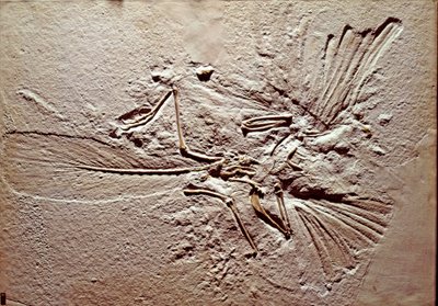 Prehistory: fossil of the bird Archaeopteryx (archeopteryx) Lithographica from the site of Solnhofen (Germany). Superior Jurassic. Museo civico di storia naturale, Milan بواسطة عصور ما قبل التاريخ