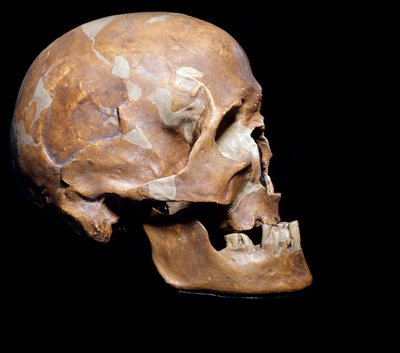 عصور ما قبل التاريخ: جمجمة أحفورية لـ Homo sapiens (رجل Cro-magnon أو Cro magnon أو Cromagnon) من Chancelade (Dordogne). ثقافة العصر المجدلي ، العصر الحجري القديم الأعلى. 15000 ق. المتحف المدني للتاريخ الطبيعي ، ميلانو - عصور ما قبل التاريخ: أحفوري هومو سا بواسطة عصور ما قبل التاريخ