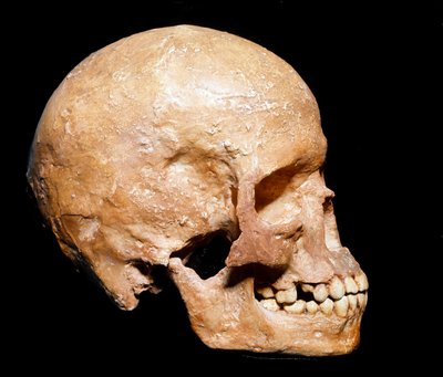 عصور ما قبل التاريخ: جمجمة أحفورية للإنسان العاقل من جريمالدي. ثقافة Aurignacian ، العصر الحجري القديم الأعلى. متحف سيفيكو دي ستوريا ناتورالي ، ميلانو - عصور ما قبل التاريخ: أحفورة جمجمة الإنسان العاقل من غريمالدي ، فينتيميليا (إيطاليا). ثقافة Aurignacian  بواسطة عصور ما قبل التاريخ