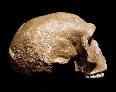 عصور ما قبل التاريخ: جمجمة أحفورية للإنسان العاقل قبل إنسان نياندرتال (Homo steinheimensis أو Homo heidelbergensis) وجدت في Steinheim an der Murr (ألمانيا) في عام 1933. العصر الحجري القديم السفلي. العمر من 350.000 إلى 250.000 سنة. Museo Civico di Storia Na بواسطة عصور ما قبل التاريخ